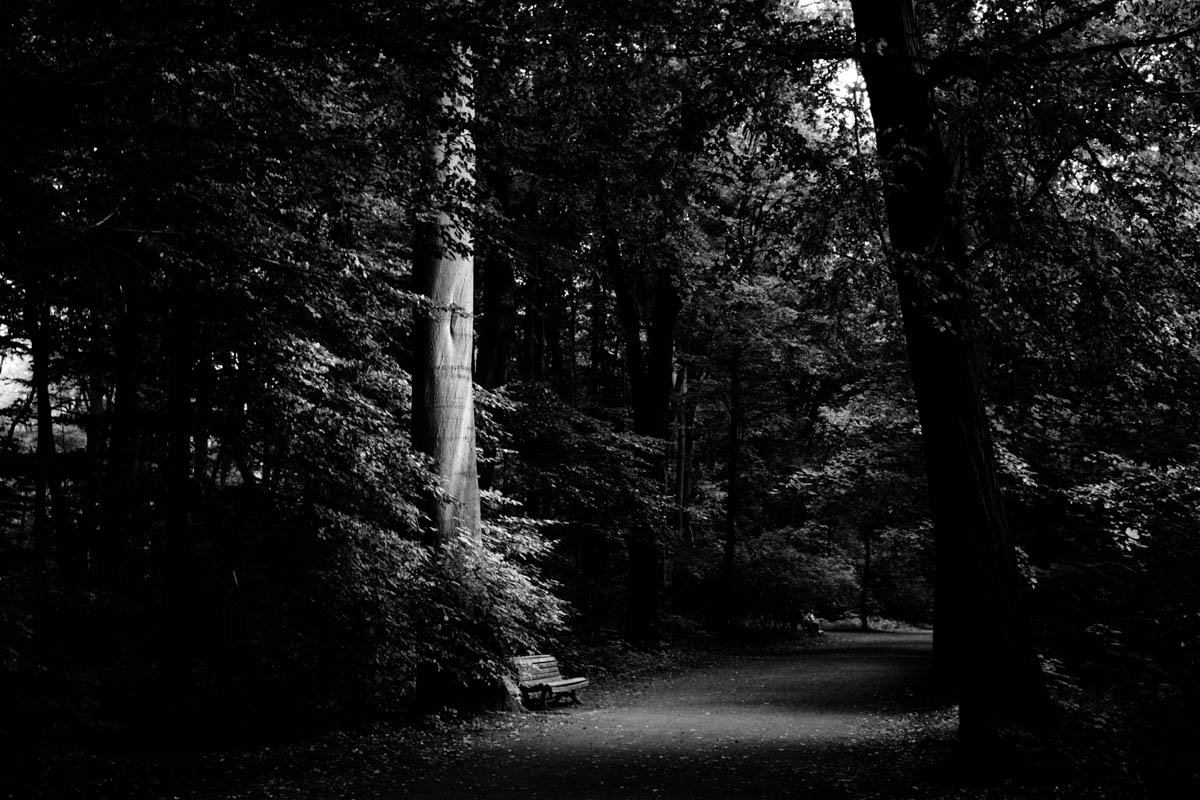 Forest: Hannover, Germany.