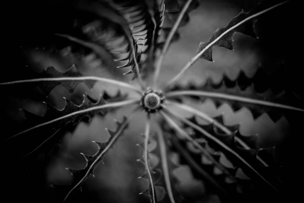 Charlene-Winfred-Plants-7234