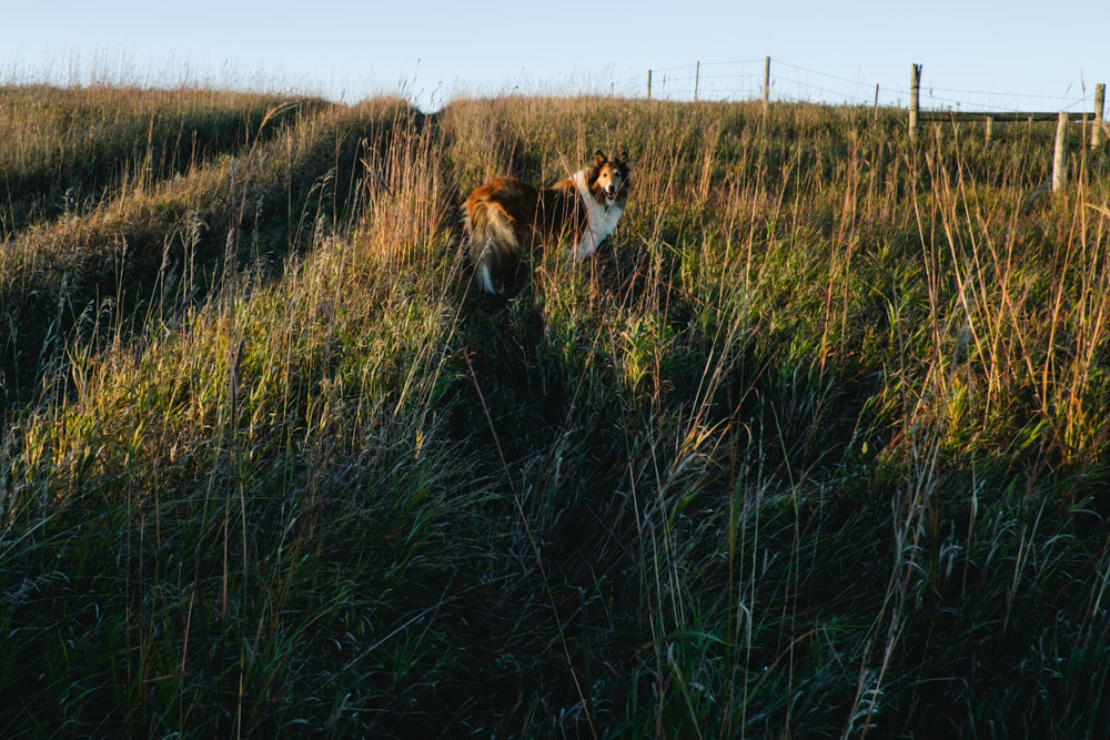 While for Lyle to close the gate to an adjacent field
