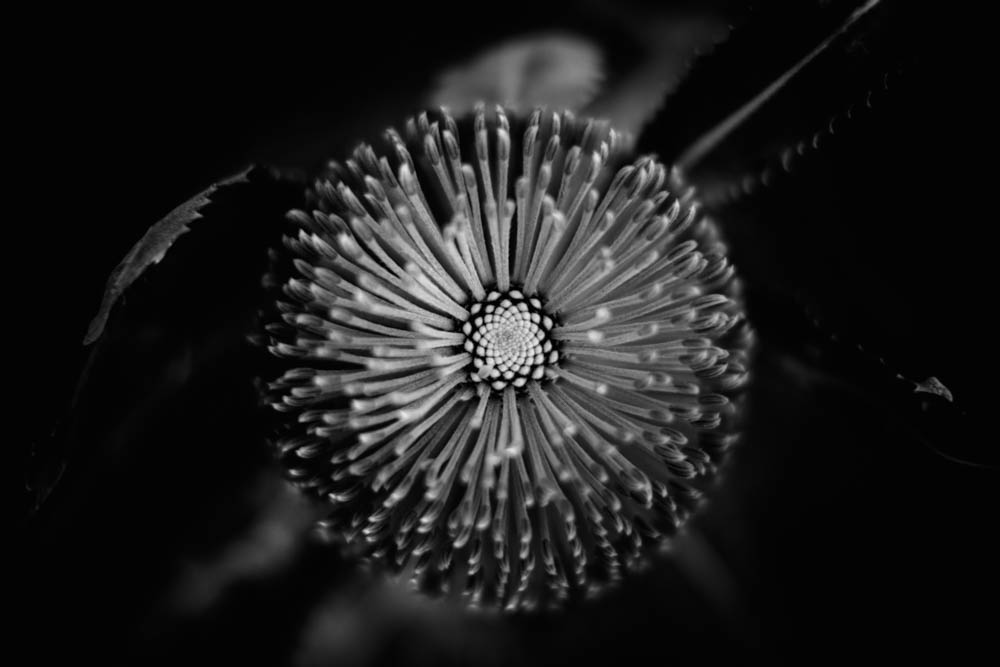 Charlene-Winfred-Banksia-771022