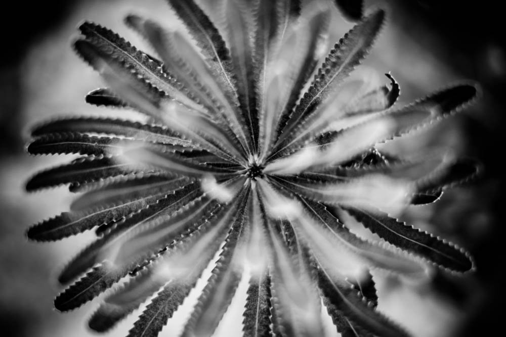 Charlene-Winfred-Plants-6929