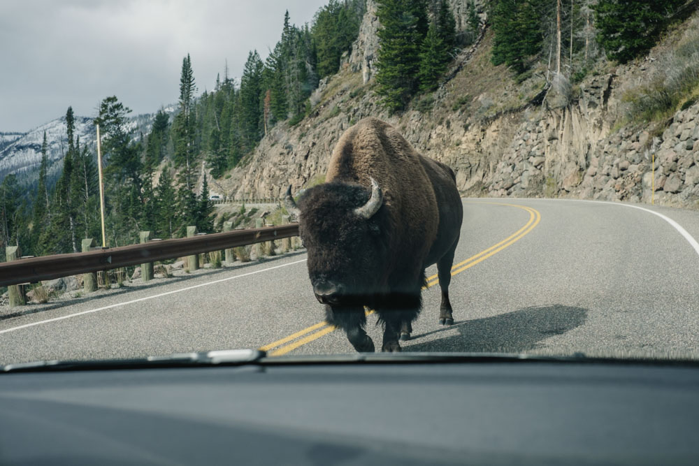 CharleneWinfred-Yellowstone (2 of 6)
