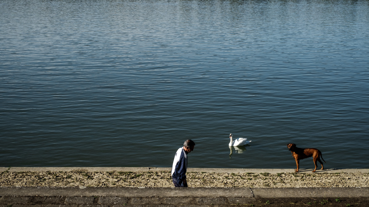 Man, swan, dog, Danube