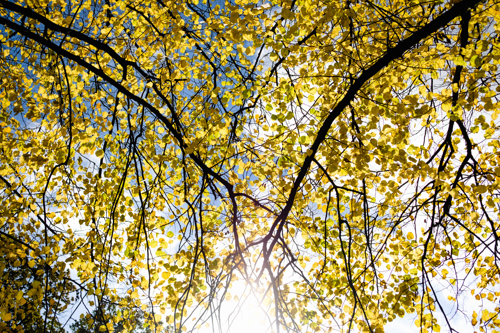 Gold leaves, gold light. Søndermarken, Copenhagen.