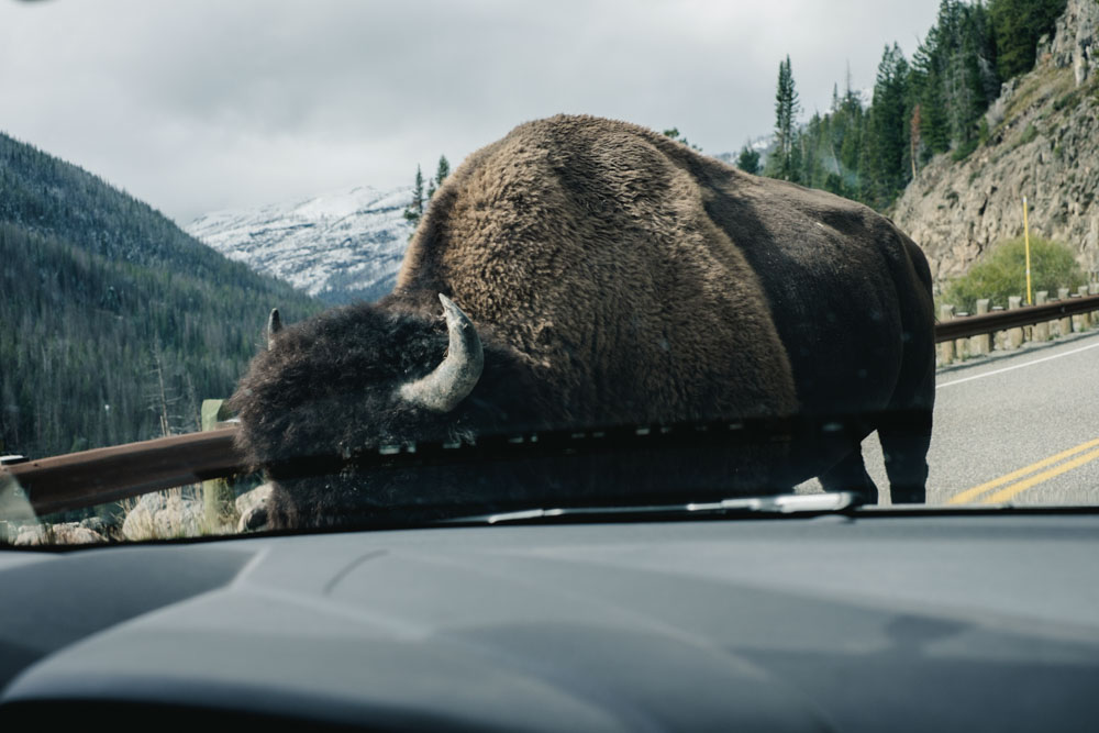 CharleneWinfred-Yellowstone (4 of 6)