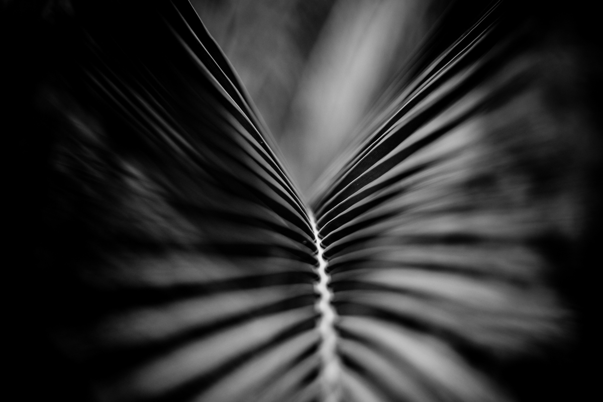 Palm frond. Perth, Western Australia