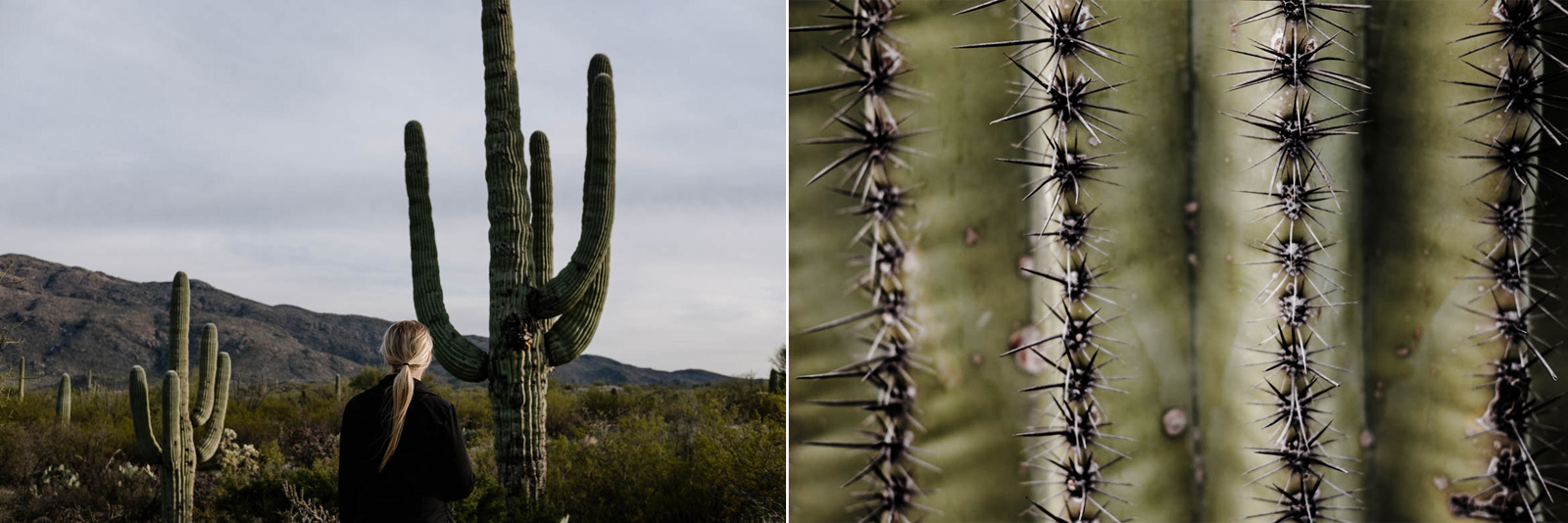 Saguaro National Park, AZ