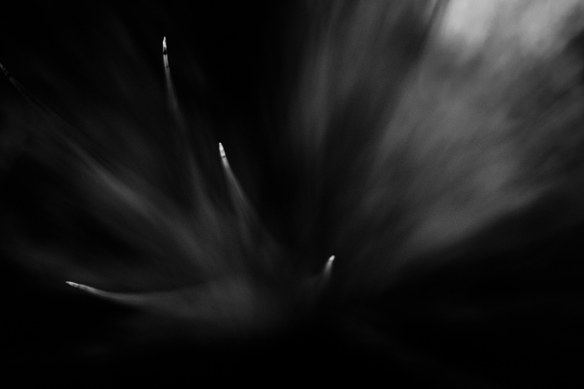 Grass tree. Perth, Western Australia