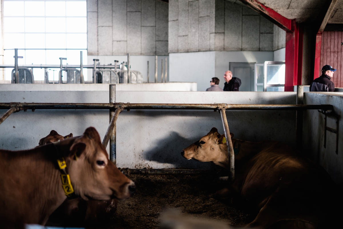 Jersey cows lie in their pens adjoining the milking carousel, where they're milked twice a day. The milk from the farm's 280 cows is stored in 5000 litre steel tanks while awaiting the daily transport by the milk companies.