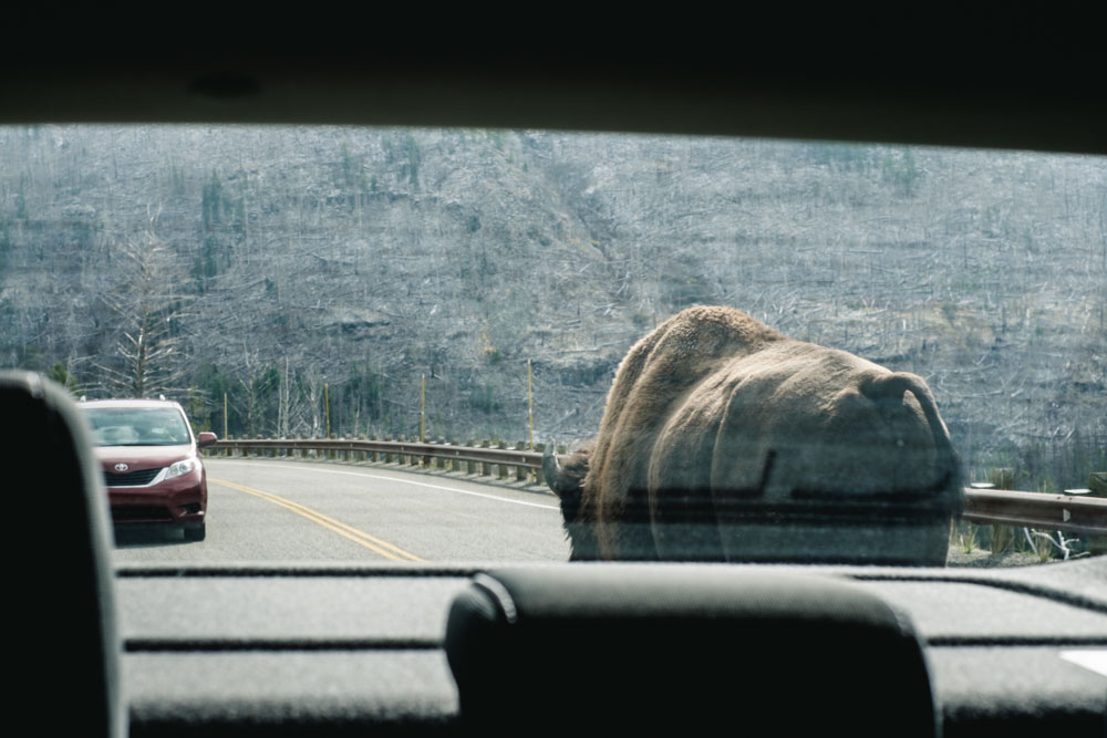 CharleneWinfred-Yellowstone (6 of 6)