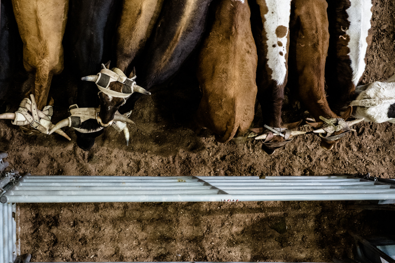charlenewinfred-newmexico-iifr-rodeo-roping-4