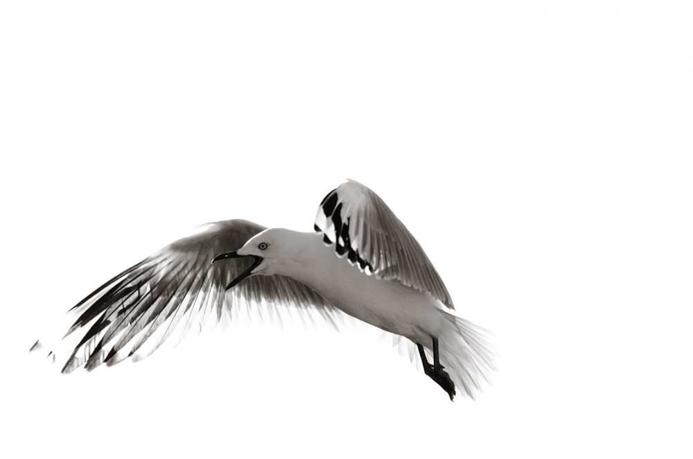 CharleneWinfred-AirWaterGulls-8888