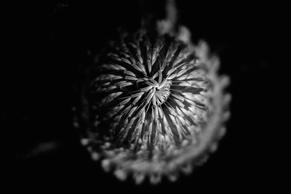 Charlene-Winfred-Banksia-7703