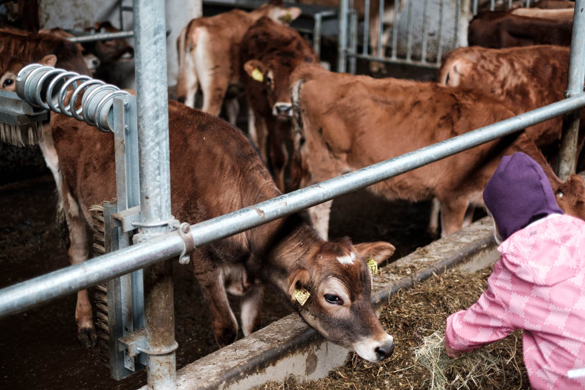 At the calf pen, one child offers hay to another