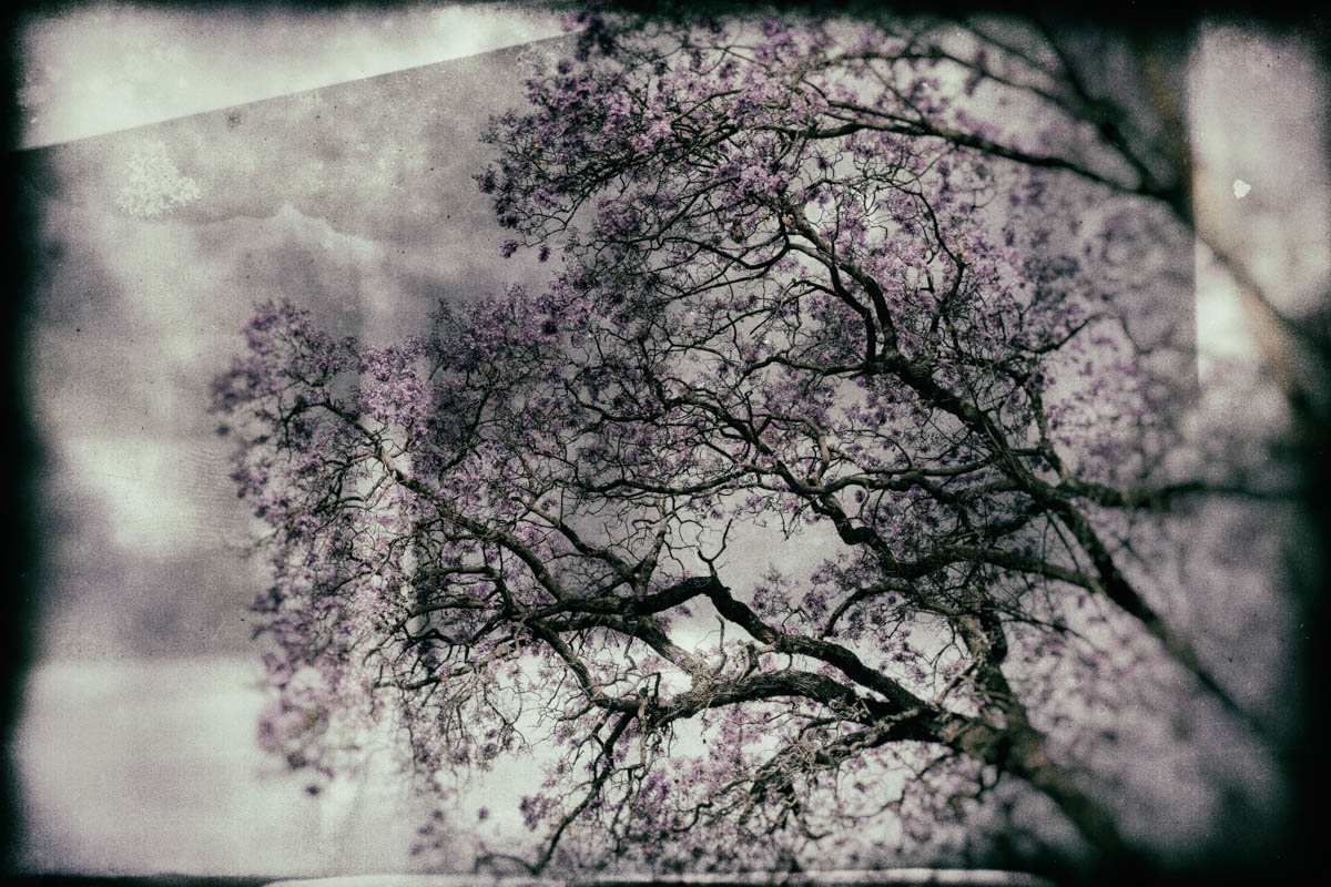 Ok, one from Analog Efex. The poor jacaranda.