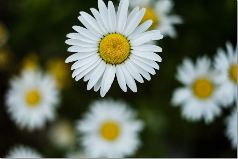 charlenewinfred-on-brucemines