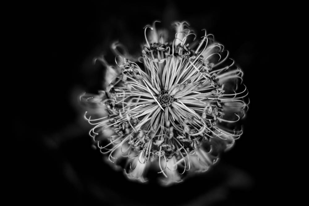 Charlene-Winfred-Banksia-7198