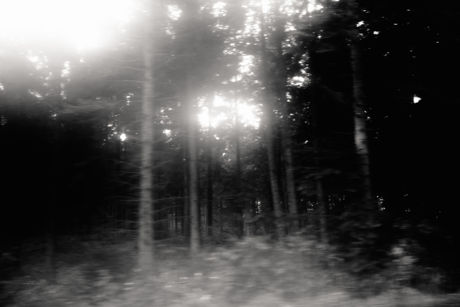 Driving home through rain-laden forests.