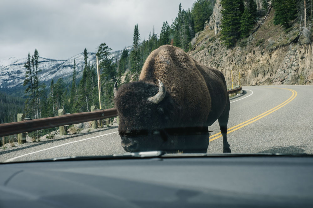 CharleneWinfred-Yellowstone (3 of 6)