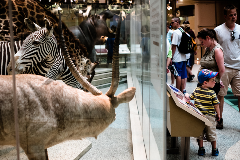 charlenewinfred-museum-wildlife-2